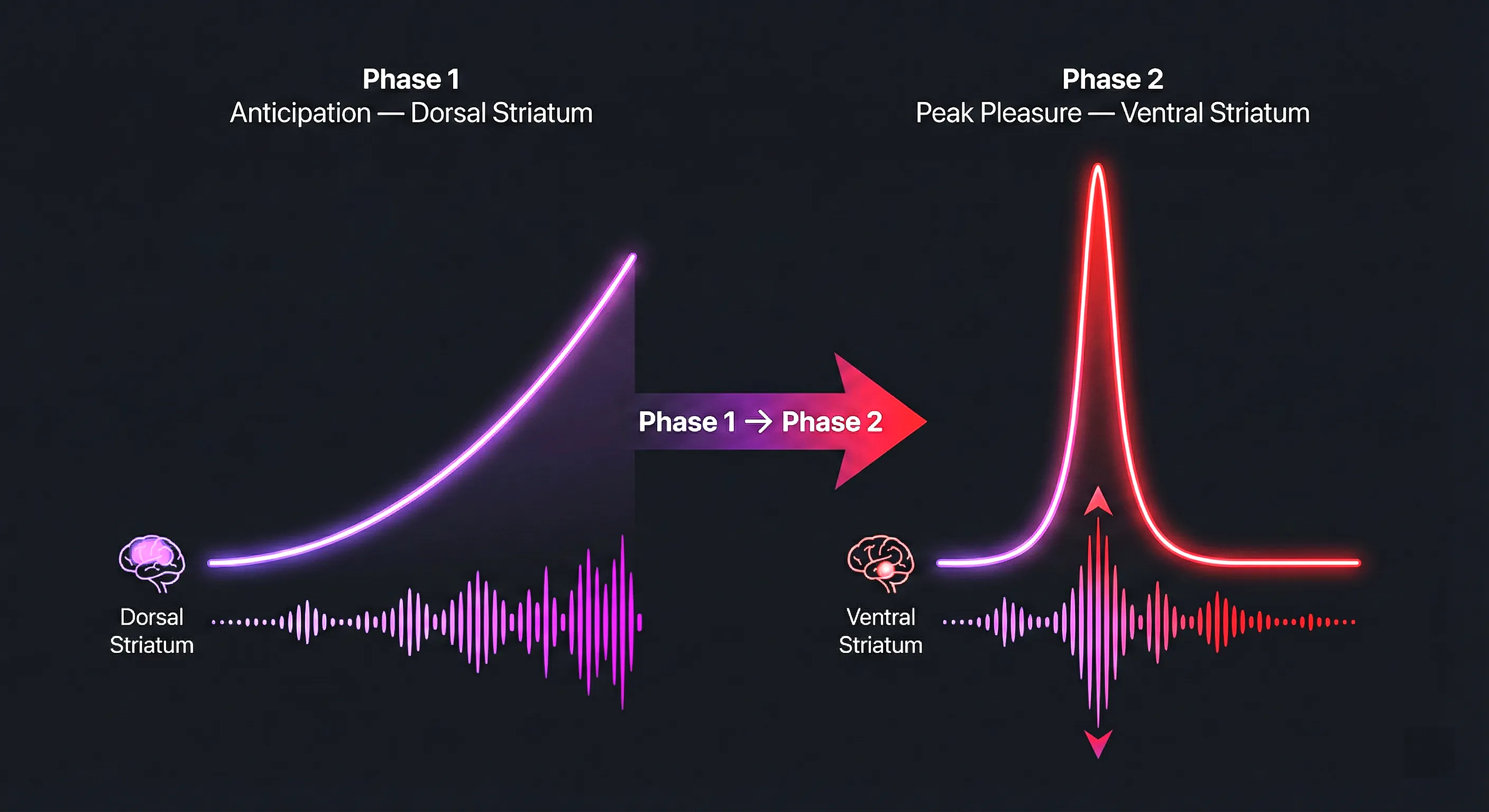 Dopamine release phases during musical frisson