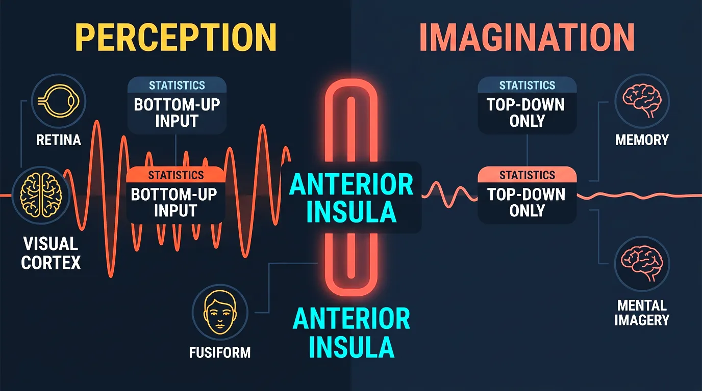 How the fusiform gyrus and anterior insula work together