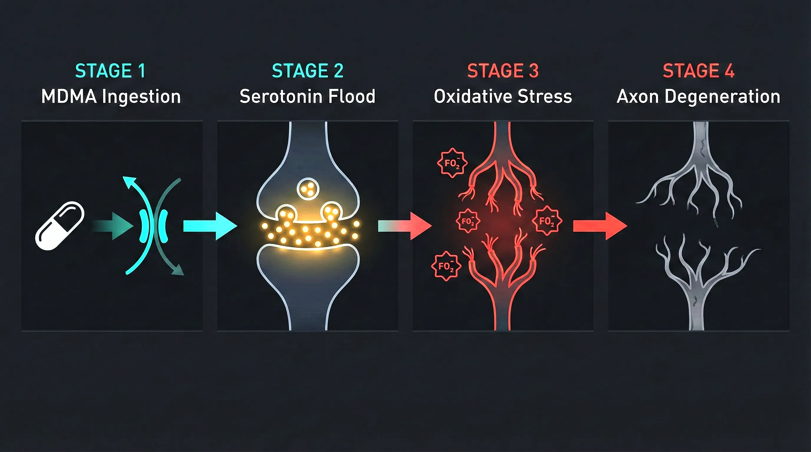 How MDMA affects serotonin in the brain