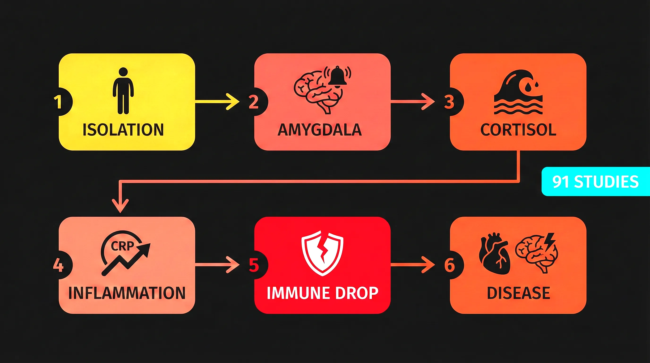 Diagram showing the biological cascade from loneliness to cortisol to inflammation to disease